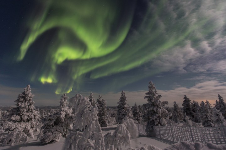 Green aurora borealis over snow-covered forest at night.