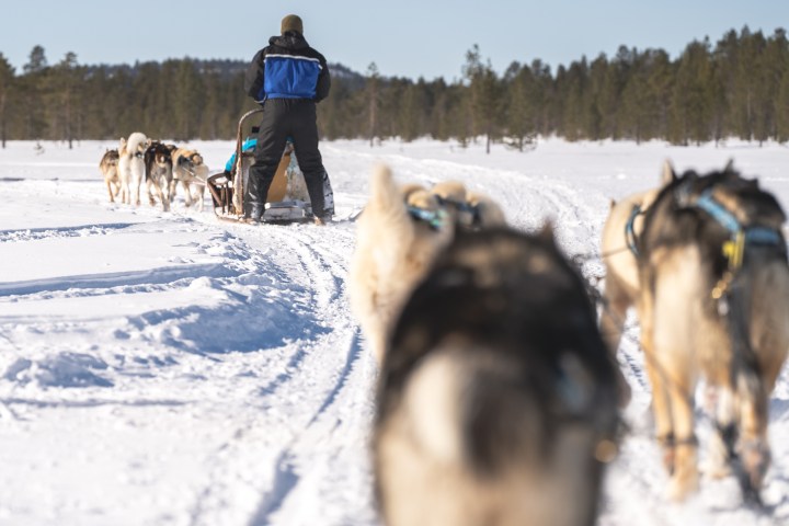 Person mushing sled dogs on snowy trail in forested landscape