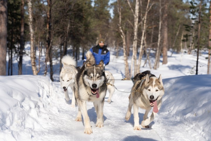 Sled dogs pulling a person through a snowy forest trail.