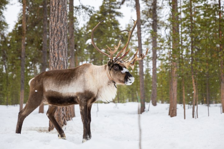 Reindeer with large antlers standing in a snowy forest with tall trees.