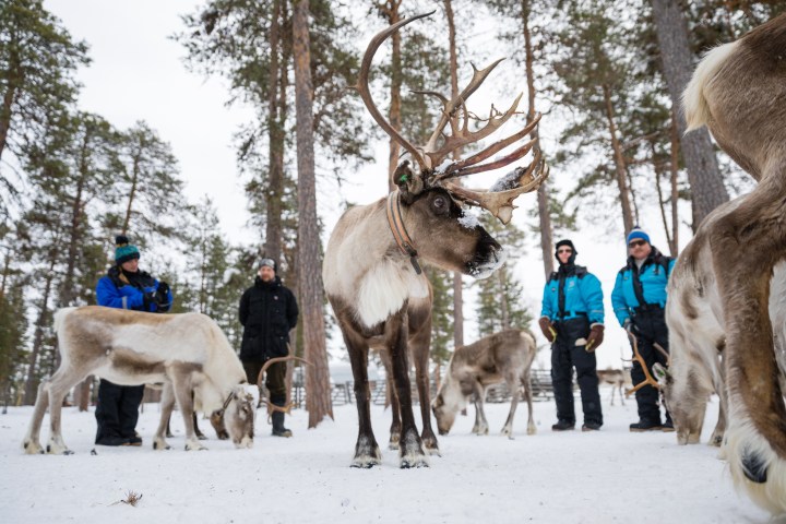 Reindeer standing in snowy forest with people in winter clothing observing from behind.