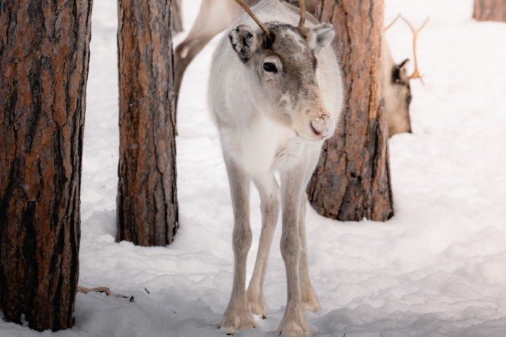 Reindeer standing in snowy forest with trees in the background.