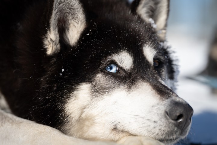Close-up of a black and white husky dog with bright blue eyes, lying down in the snow.