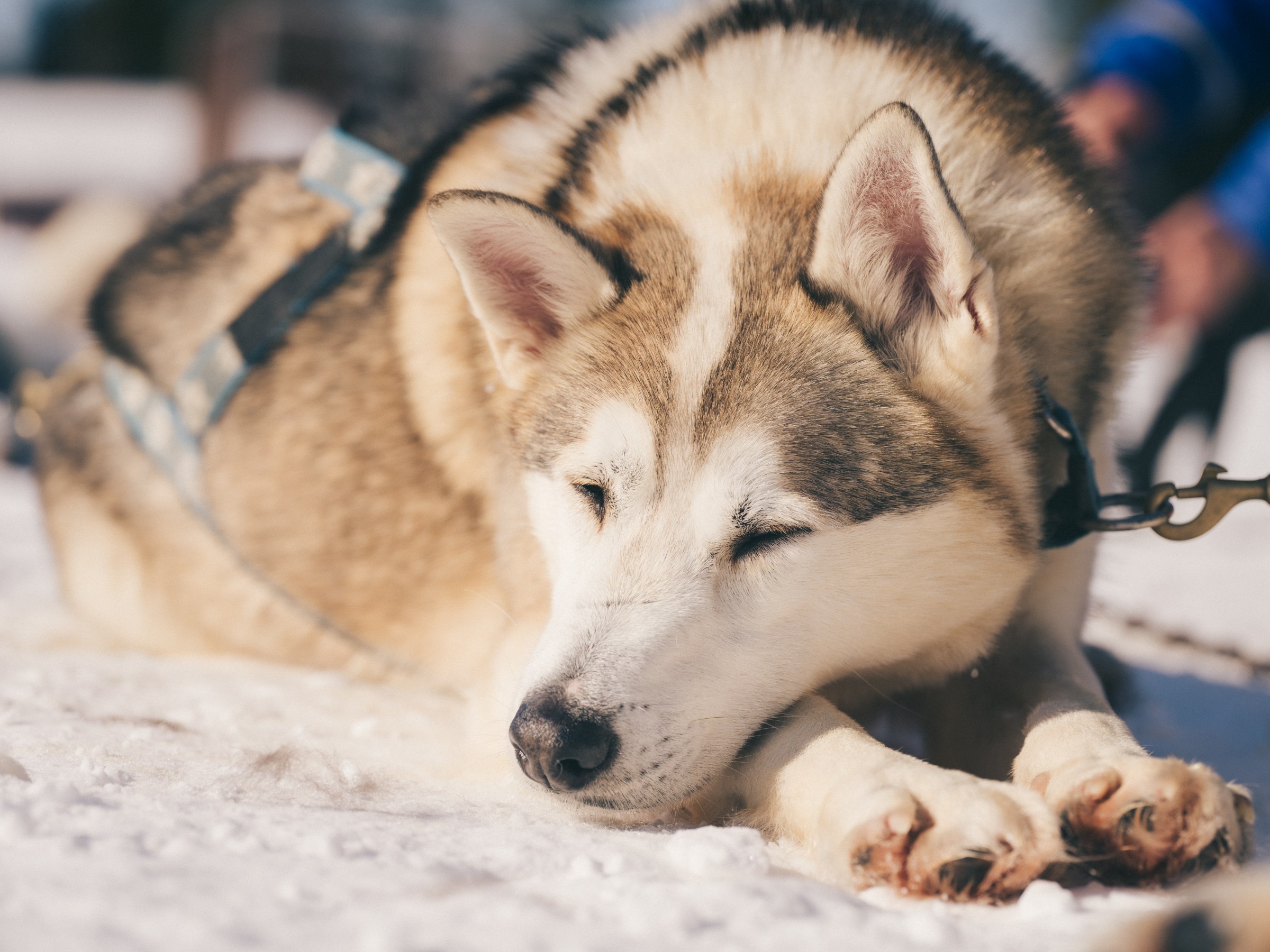 Sled dog resting on snow with harness, eyes closed peacefully.