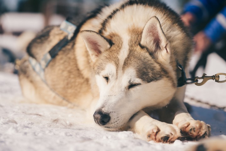 Sled dog resting on snow with harness, eyes closed peacefully.