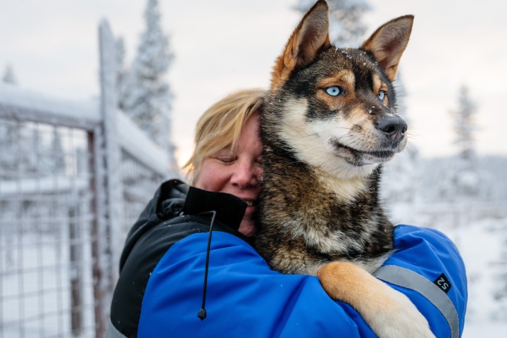 Person in blue jacket hugging a blue-eyed dog in a snowy landscape.