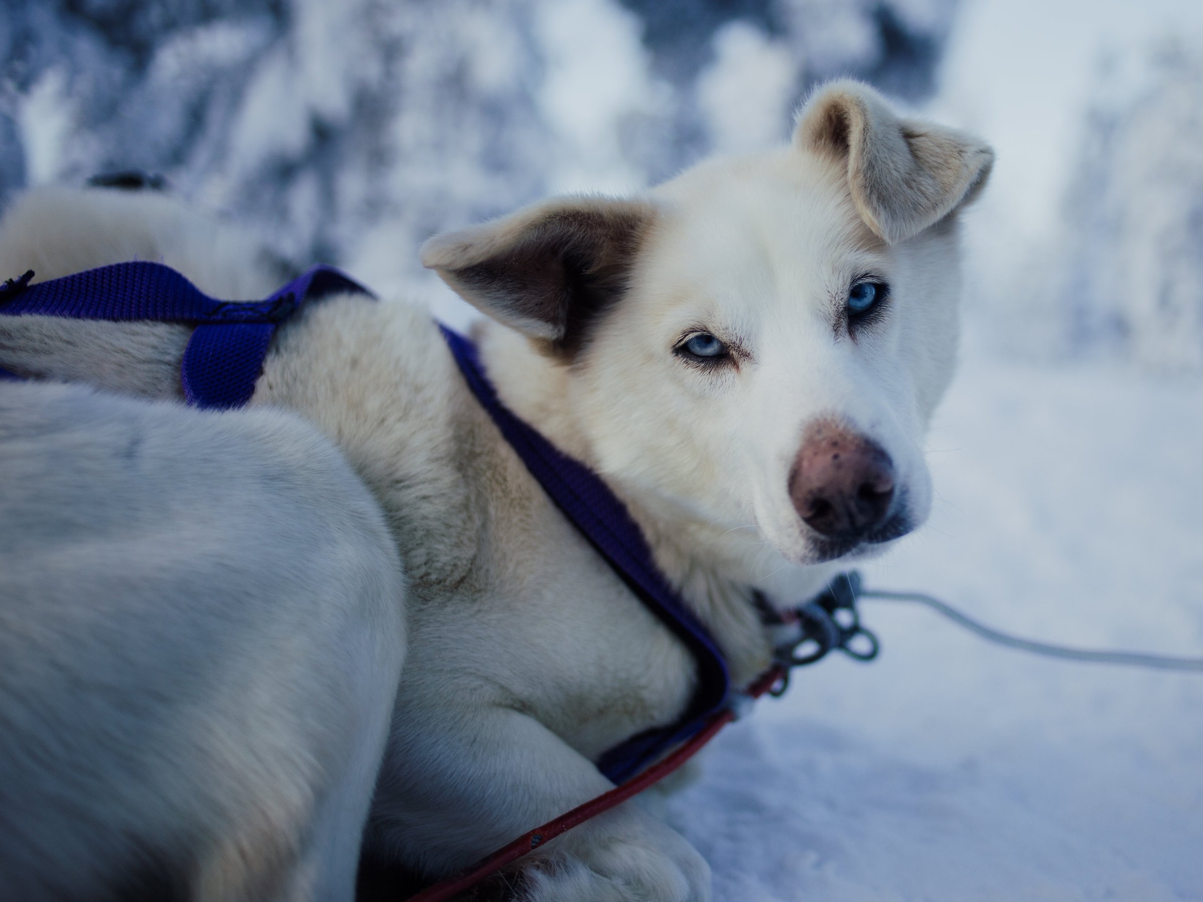 White sled dog with blue eyes resting in snow, wearing a purple harness.