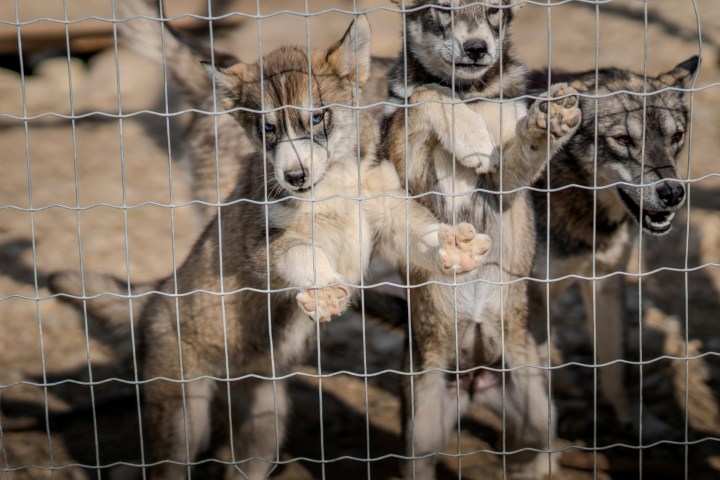 Three playful wolf pups standing against a wire fence, looking curious.