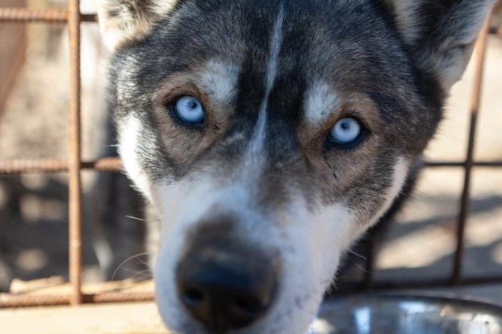 Close-up of a husky dog with blue eyes behind a wire fence.
