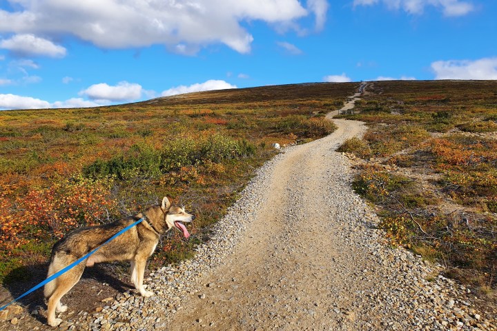 Dog on leash stands beside a gravel path in colorful autumn landscape under a blue sky.