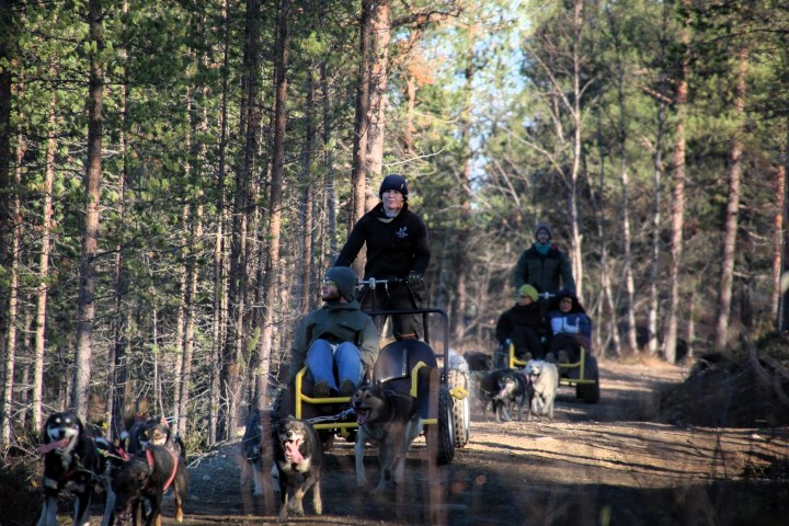 People riding on carts pulled by sled dogs through a forest trail.