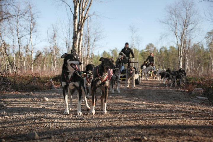 Dog sled team on a forest trail with two lead dogs in focus.