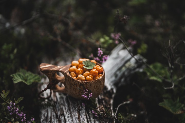Kuksa cup with cloudberries on a log, surrounded by green plants and purple flowers.