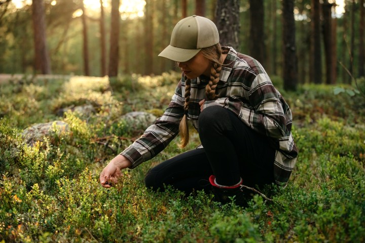 Person in plaid shirt and cap picking berries in a forest clearing during sunset.