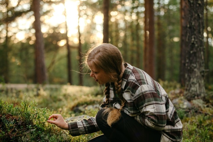 Person in plaid shirt picking plants in a sunlit forest.